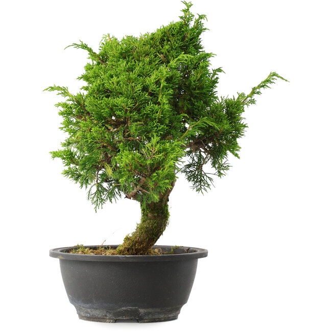 Juniperus chinensis Itoigawa, 31 cm, ± 15 jaar oud
