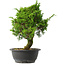 Juniperus chinensis Itoigawa, 31 cm, ± 15 jaar oud