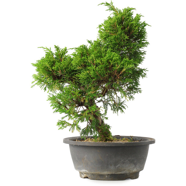 Juniperus chinensis Itoigawa, 30 cm, ± 15 años