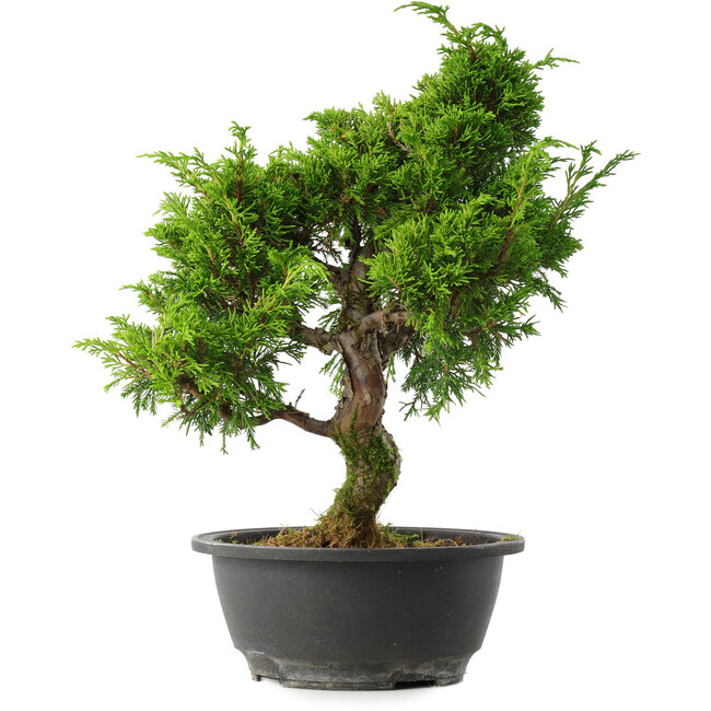 Juniperus chinensis Itoigawa, 31 cm, ± 15 ans