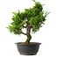 Juniperus chinensis Itoigawa, 31 cm, ± 15 jaar oud