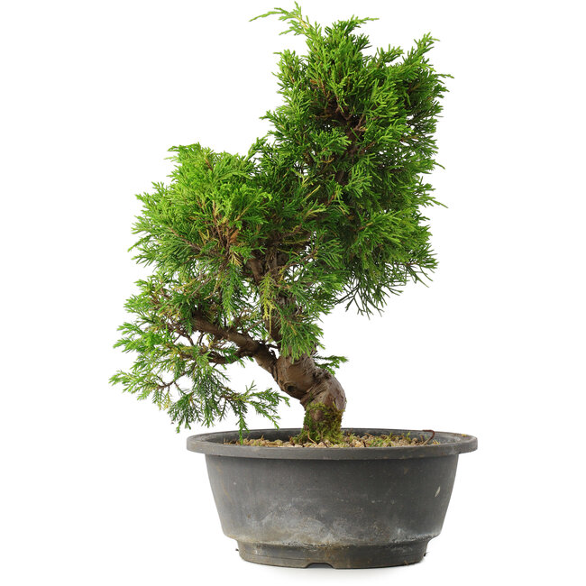 Juniperus chinensis Itoigawa, 30 cm, ± 15 jaar oud