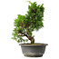 Juniperus chinensis Itoigawa, 30 cm, ± 15 jaar oud