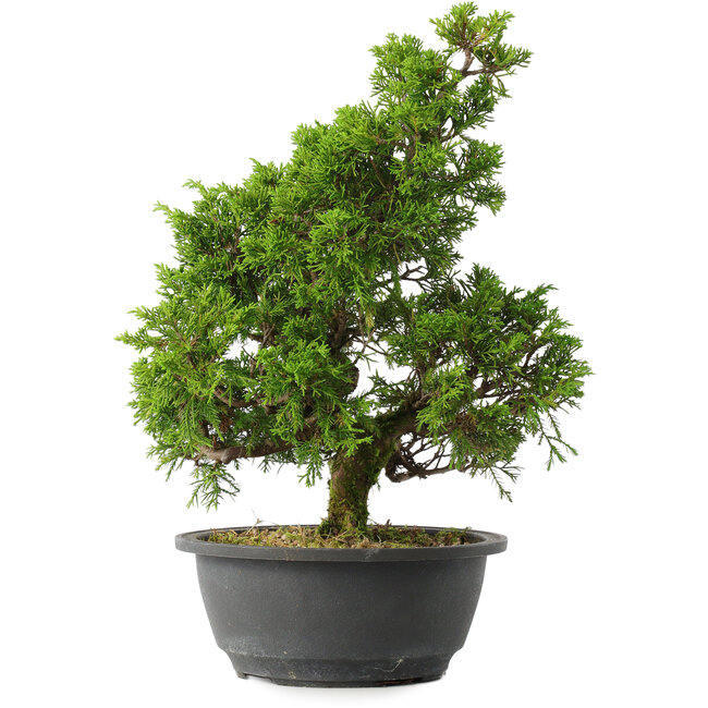 Juniperus chinensis Itoigawa, 32,5 cm, ± 15 jaar oud
