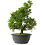 Juniperus chinensis Itoigawa, 32,5 cm, ± 15 jaar oud