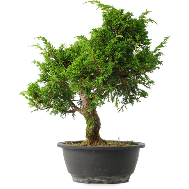 Juniperus chinensis Itoigawa, 31 cm, ± 15 jaar oud