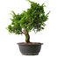 Juniperus chinensis Itoigawa, 31 cm, ± 15 jaar oud