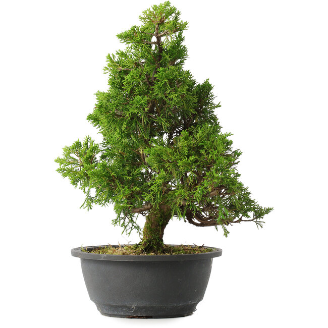 Juniperus chinensis Itoigawa, 32,5 cm, ± 15 años