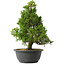 Juniperus chinensis Itoigawa, 32,5 cm, ± 15 jaar oud