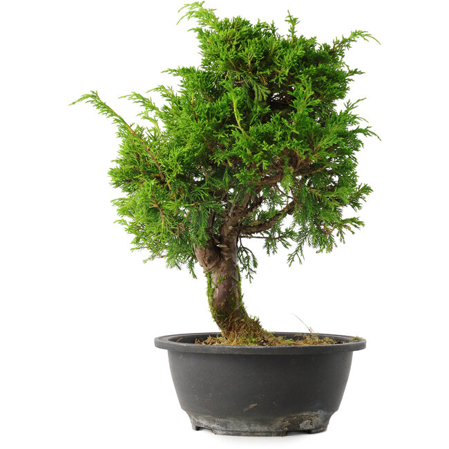 Juniperus chinensis Itoigawa, 31 cm, ± 15 years old