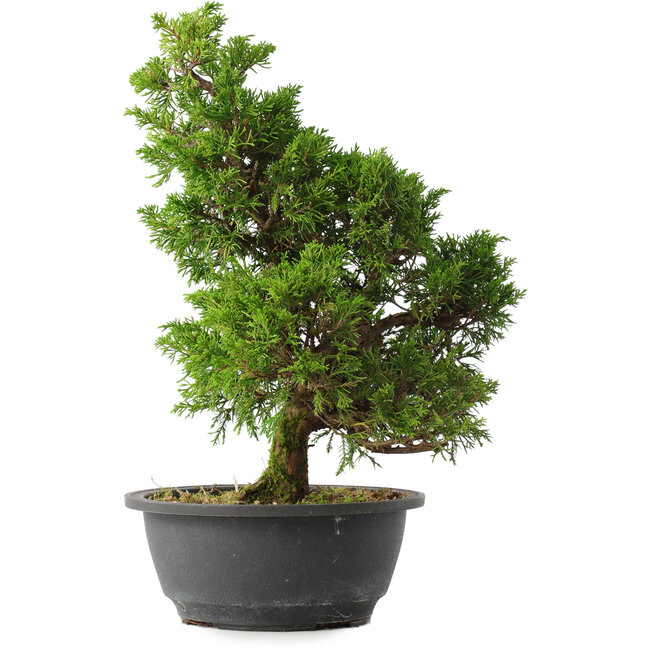 Juniperus chinensis Itoigawa, 32,5 cm, ± 15 years old