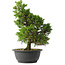 Juniperus chinensis Itoigawa, 32,5 cm, ± 15 jaar oud