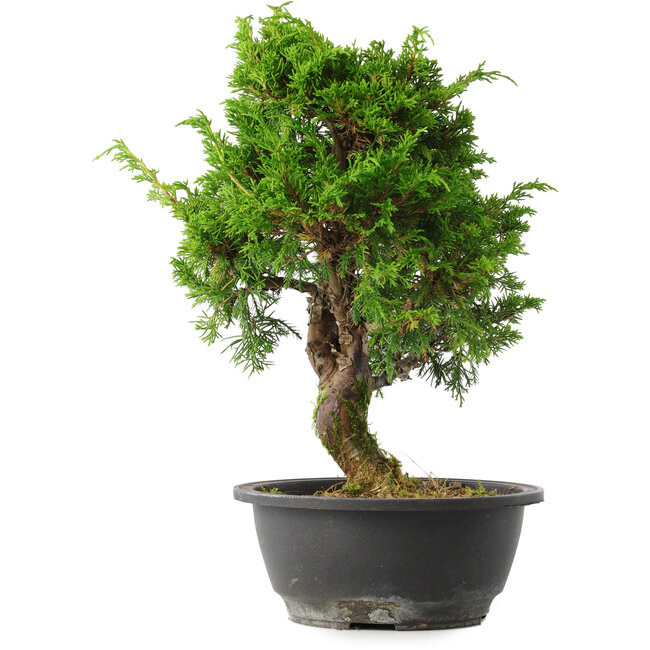Juniperus chinensis Itoigawa, 31 cm, ± 15 years old