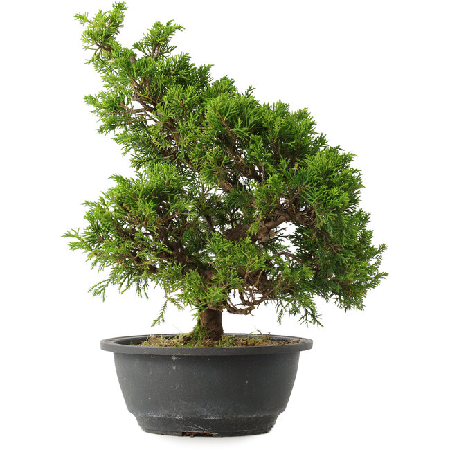 Juniperus chinensis Itoigawa, 32,5 cm, ± 15 years old