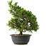 Juniperus chinensis Itoigawa, 32,5 cm, ± 15 años