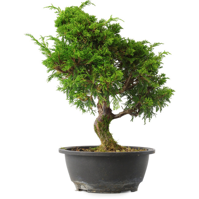 Juniperus chinensis Itoigawa, 31 cm, ± 15 ans