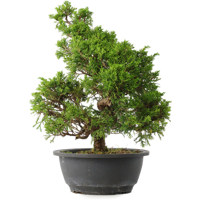 Juniperus chinensis Itoigawa, 32,5 cm, ± 15 ans