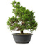 Juniperus chinensis Itoigawa, 32,5 cm, ± 15 años