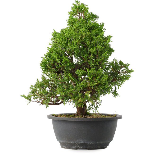 Juniperus chinensis Itoigawa, 32,5 cm, ± 15 años