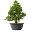 Juniperus chinensis Itoigawa, 32,5 cm, ± 15 jaar oud