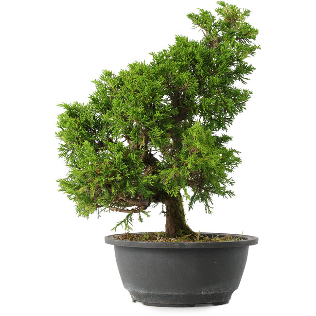 Juniperus chinensis Itoigawa, 32,5 cm, ± 15 años