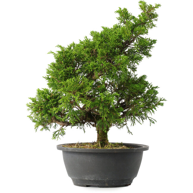 Juniperus chinensis Itoigawa, 32,5 cm, ± 15 años