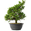 Juniperus chinensis Itoigawa, 32,5 cm, ± 15 años