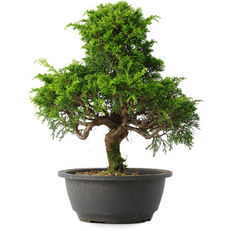 Juniperus chinensis Itoigawa, 30,5 cm, ± 15 jaar oud