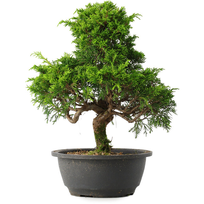 Juniperus chinensis Itoigawa, 30,5 cm, ± 15 jaar oud