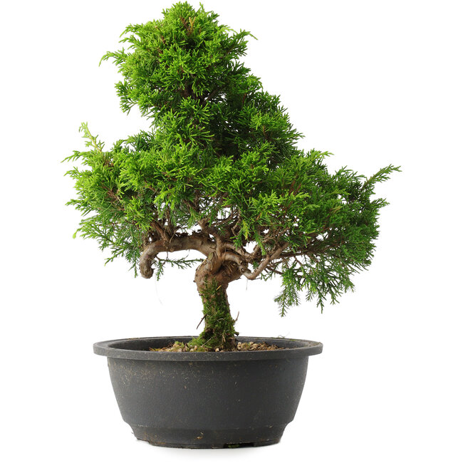 Juniperus chinensis Itoigawa, 30,5 cm, ± 15 jaar oud