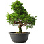 Juniperus chinensis Itoigawa, 30,5 cm, ± 15 jaar oud