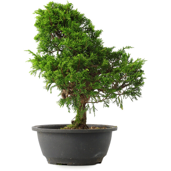 Juniperus chinensis Itoigawa, 30,5 cm, ± 15 ans