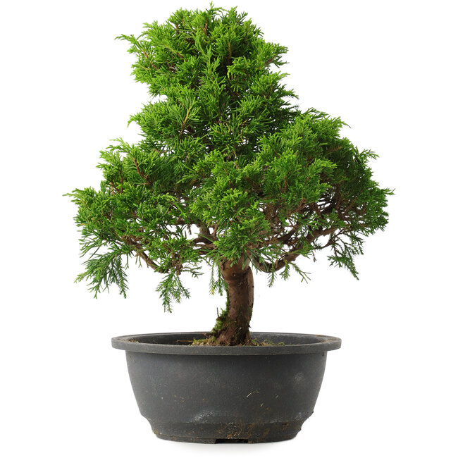 Juniperus chinensis Itoigawa, 30,5 cm, ± 15 years old