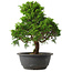 Juniperus chinensis Itoigawa, 30,5 cm, ± 15 jaar oud
