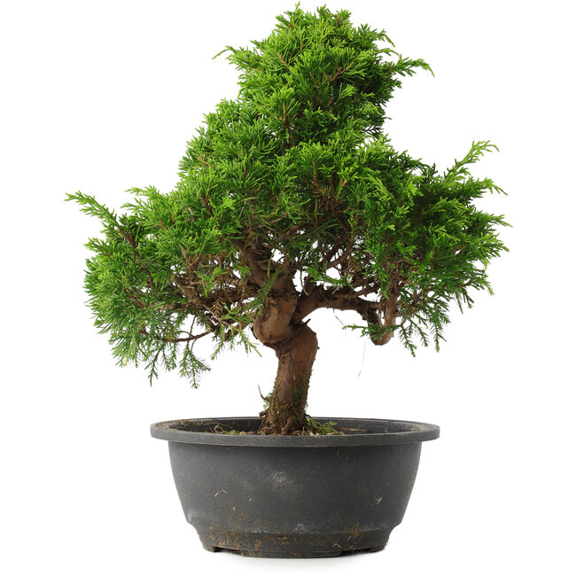 Juniperus chinensis Itoigawa, 30,5 cm, ± 15 ans