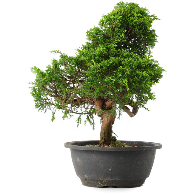 Juniperus chinensis Itoigawa, 30,5 cm, ± 15 ans
