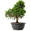 Juniperus chinensis Itoigawa, 30,5 cm, ± 15 jaar oud