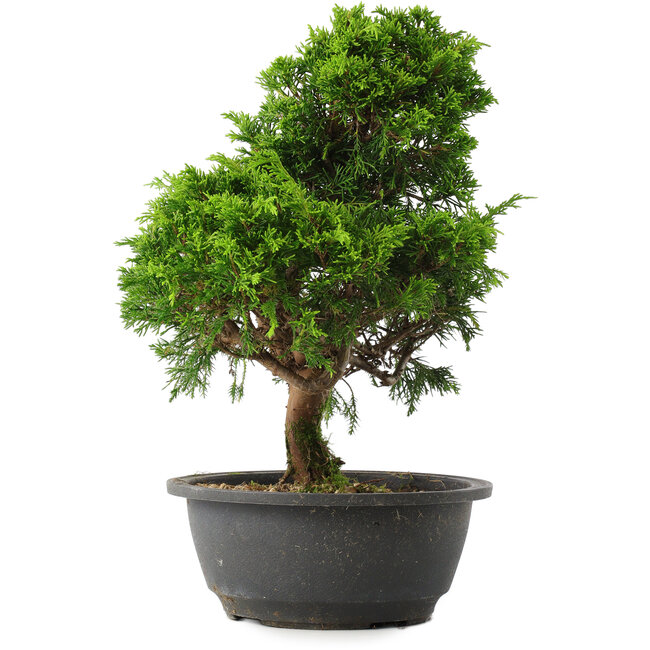 Juniperus chinensis Itoigawa, 30,5 cm, ± 15 años