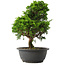 Juniperus chinensis Itoigawa, 30,5 cm, ± 15 jaar oud