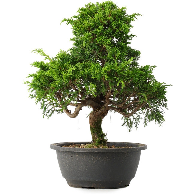 Juniperus chinensis Itoigawa, 30,5 cm, ± 15 años