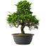 Juniperus chinensis Itoigawa, 30,5 cm, ± 15 jaar oud