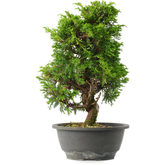 Juniperus chinensis Itoigawa, 33 cm, ± 15 jaar oud