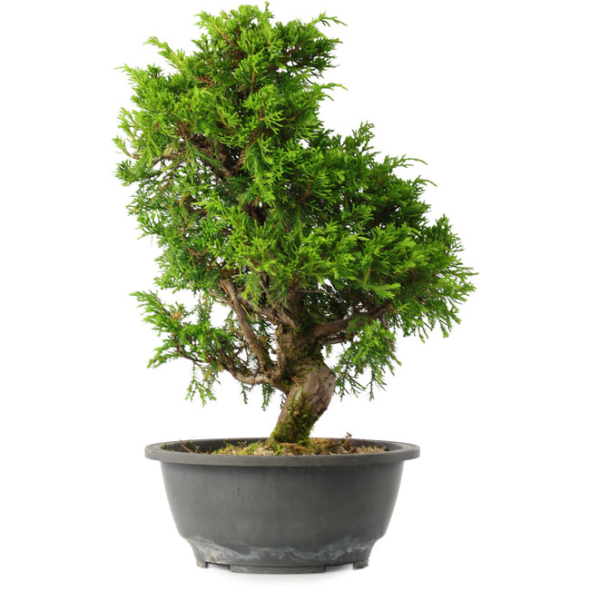 Juniperus chinensis Itoigawa, 33 cm, ± 15 jaar oud