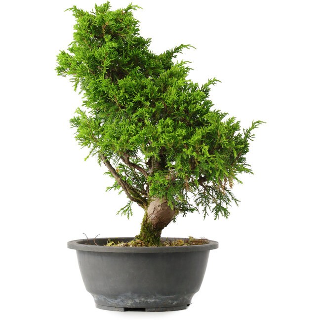 Juniperus chinensis Itoigawa, 33 cm, ± 15 years old