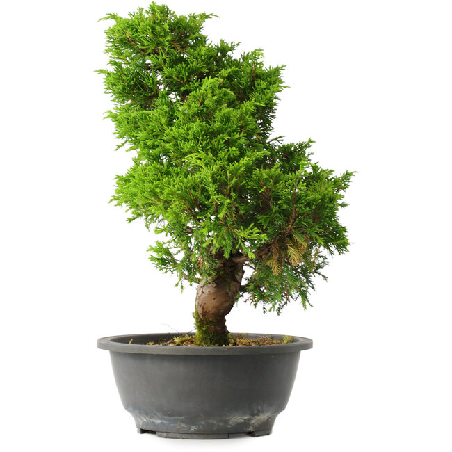 Juniperus chinensis Itoigawa, 33 cm, ± 15 años