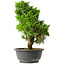 Juniperus chinensis Itoigawa, 33 cm, ± 15 jaar oud