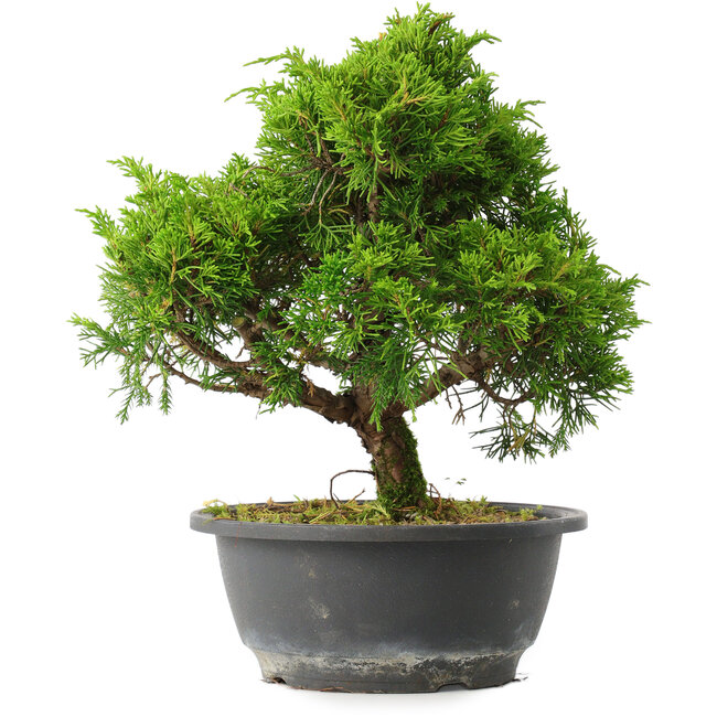 Juniperus chinensis Itoigawa, 26 cm, ± 15 jaar oud