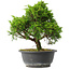 Juniperus chinensis Itoigawa, 26 cm, ± 15 jaar oud
