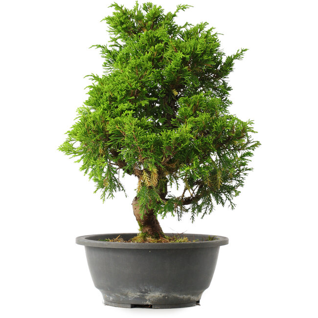 Juniperus chinensis Itoigawa, 33 cm, ± 15 Jahre alt