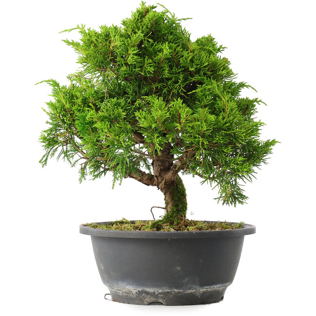 Juniperus chinensis Itoigawa, 26 cm, ± 15 años